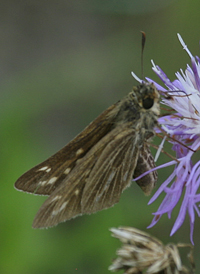 Saltmarsh Skipper